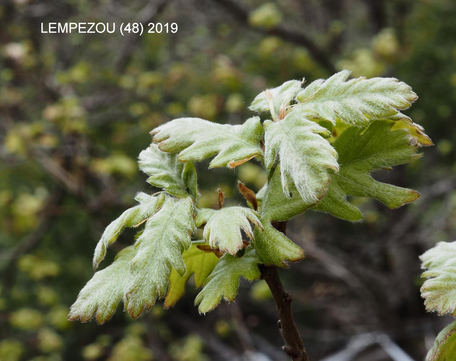 Oak, Pubescent